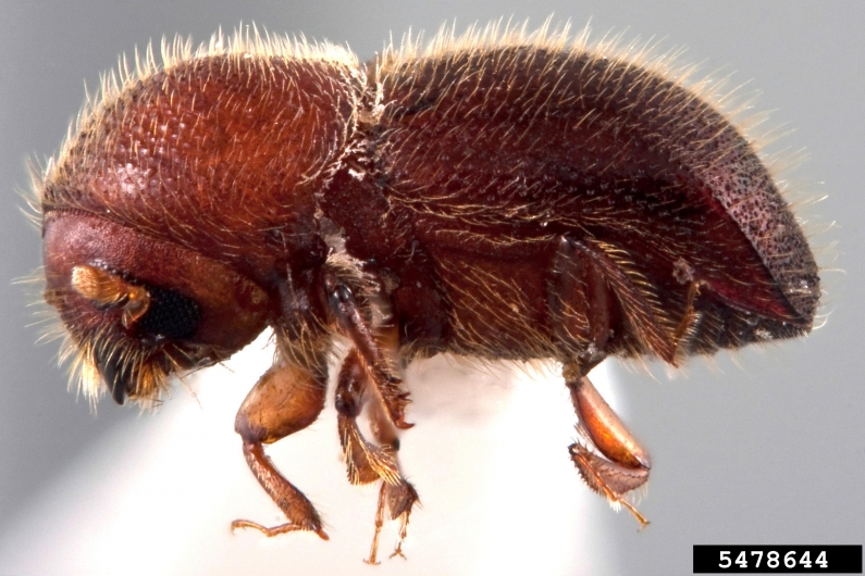 granulate ambrosia beetle