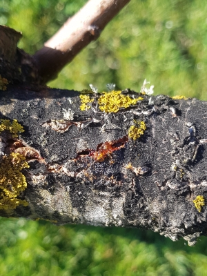 20190918 BacteriaWood Apricot Cropped