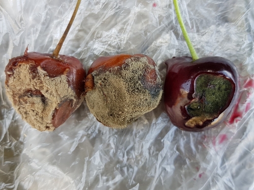 Diseased cherries unnamed