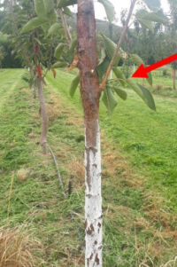 Tree canker white paint trunk