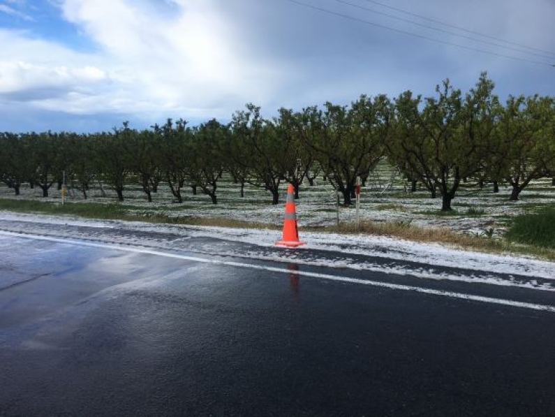 HBay hail on nectarines sml