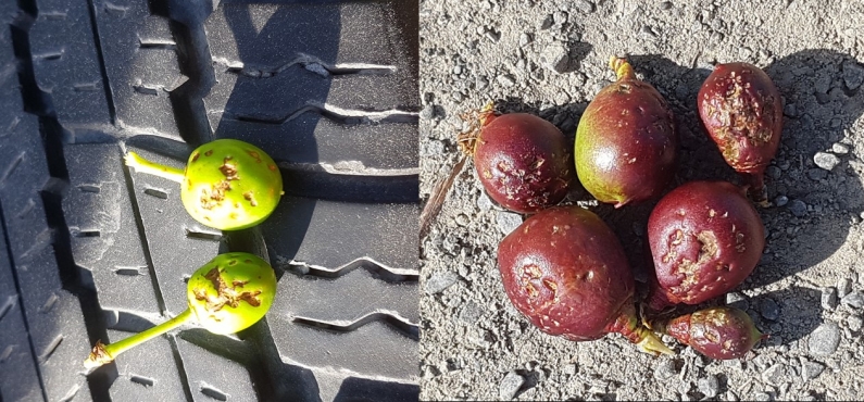 Hail damaged fruit combined