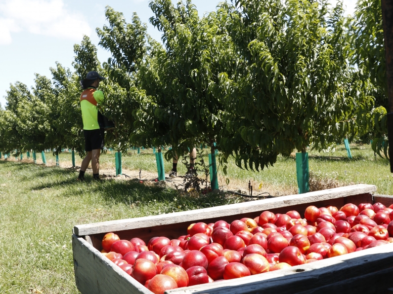 Nectarine harvest