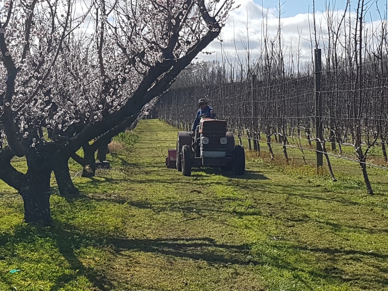 Tractor munching in spring