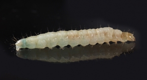 Eposlarvae