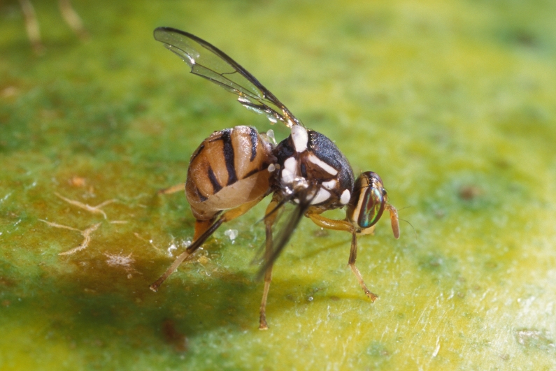 Bactrocera dorsalis