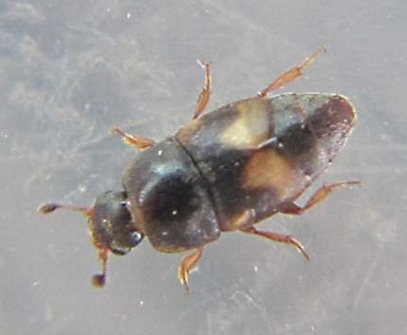 Carpophilus beetle