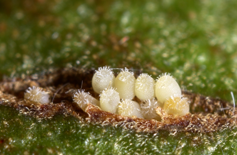 Guava moth eggs