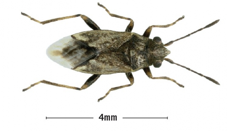 adult wheat bug