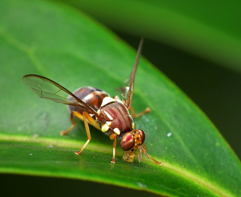 queensland fruit fly 3 close up