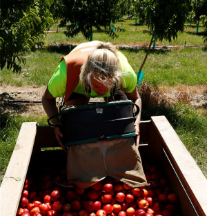 Worker with nectarine bin