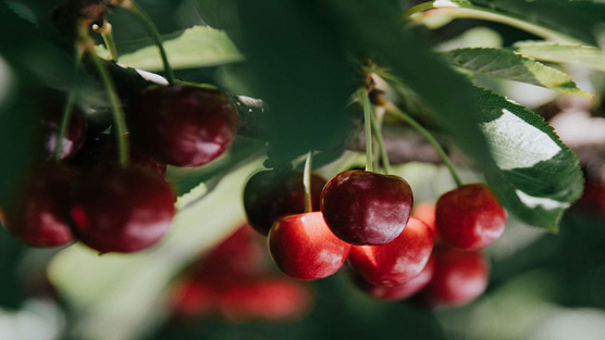 Cherries