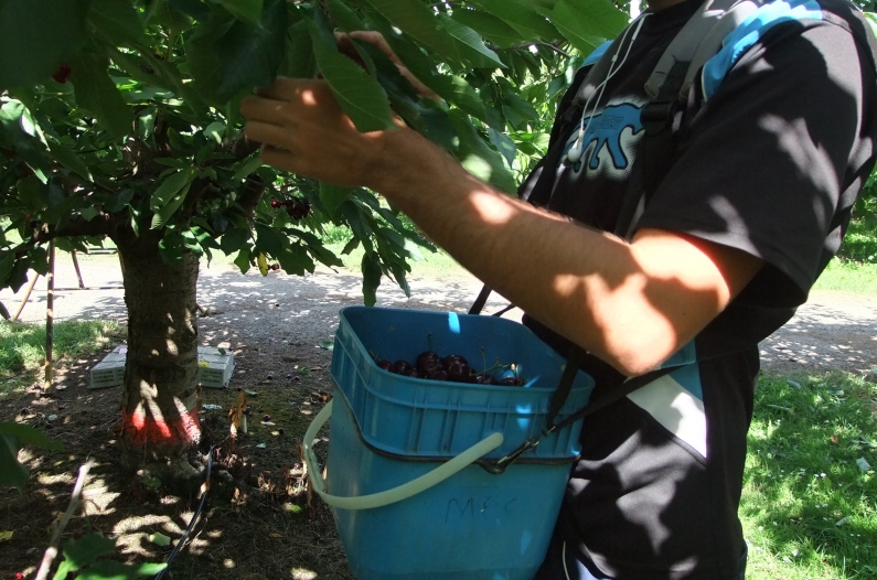 Cherries picking 3